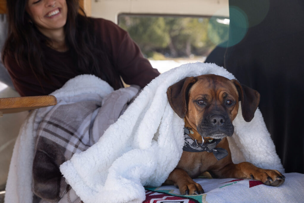 dog in the bus